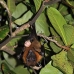 bat_fruit_lan_baa_v_0214_mal0266.jpg